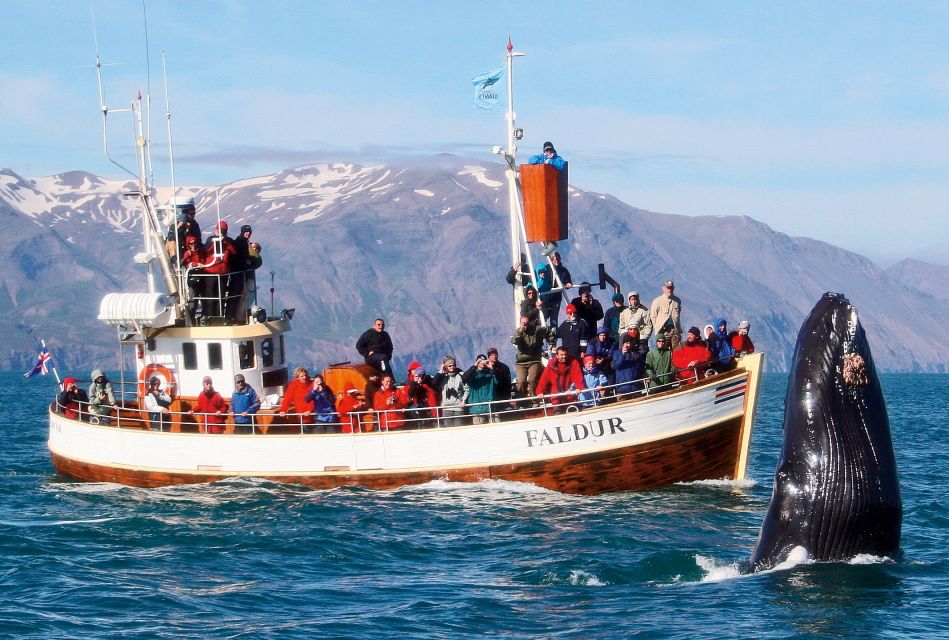 From Húsavík: Traditional Whale Watching Tour - Highlights