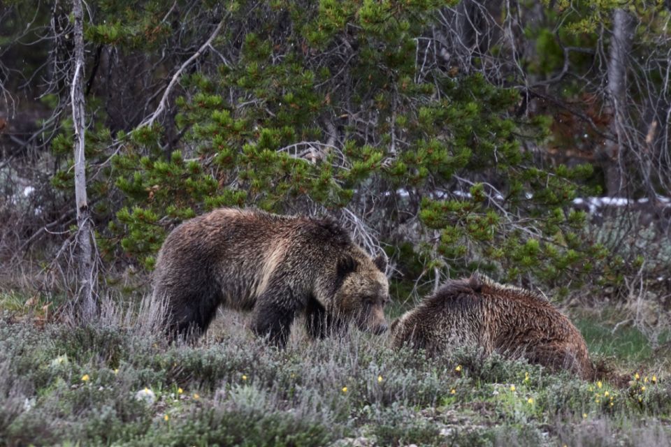 From Jackson: Half-Day Grand Teton National Park Tour - Highlights