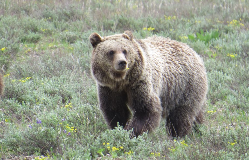 From Jackson Hole: Grand Teton National Park Sunrise Tour - Included in the Tour