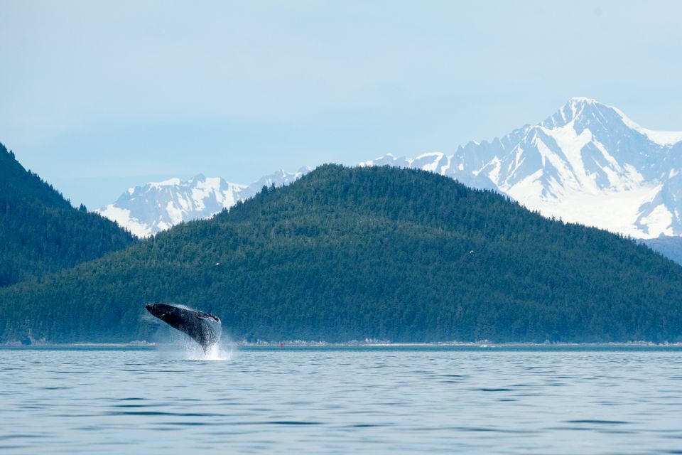 From Juneau: Whale Watching Cruise With Snacks - Panoramic Natural Scenery