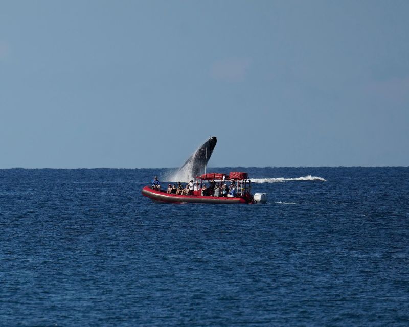 From Kihei: Guided Humpback Whale Migration Cruise - Frequently Asked Questions