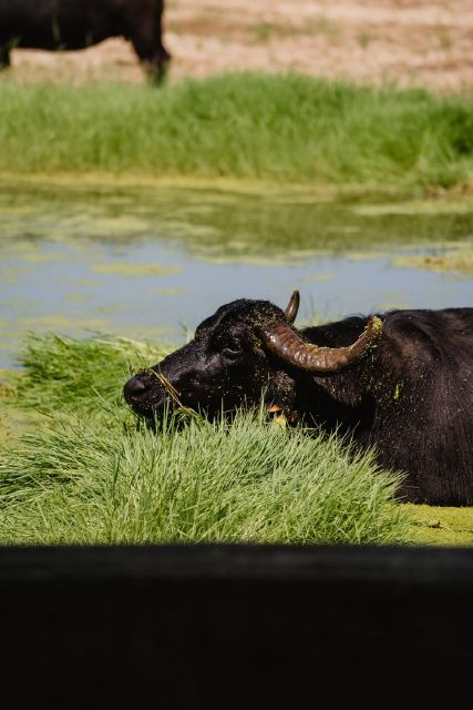 From Naples: Paestum Greek Temples, Buffalo Mozzarella Farm - Pickup and Drop-off