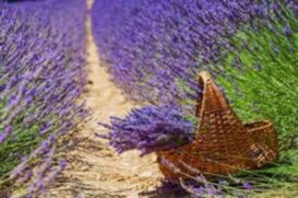 From Nice: Full-Day Provence and Lavender Tour - Valensole