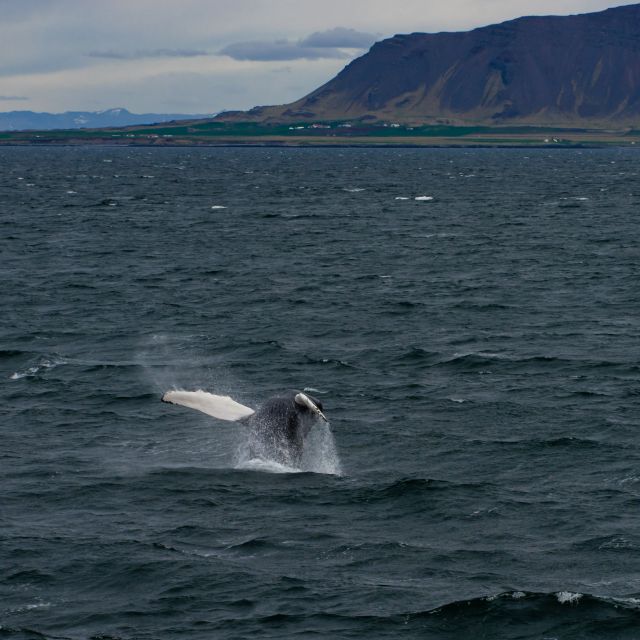 From Reykjavik: Whale Watching Tour - Meeting Point