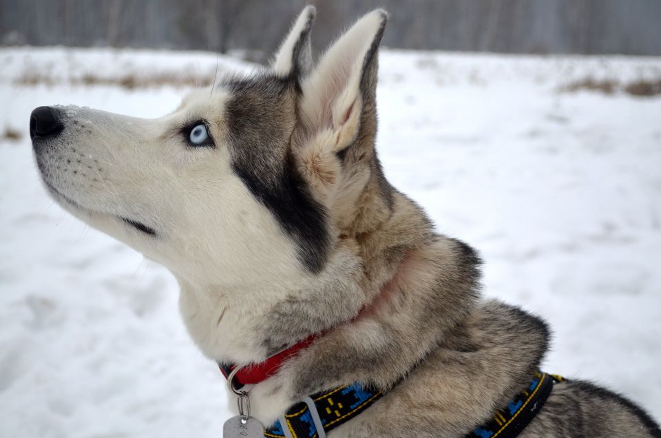 From Rovaniemi: 5km Husky Sled Ride - Sip Warm Drinks