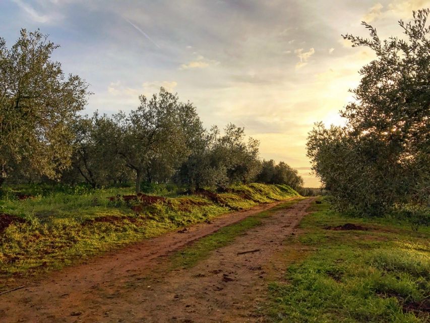 From Seville: Olive Oil Farm Tour - Olive Orchard Exploration