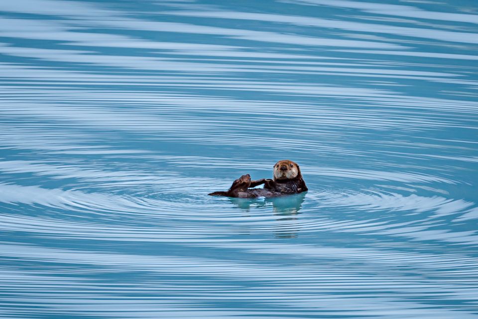 From Seward: Half-Day Resurrection Bay Wildlife Cruise Tour - Getting There