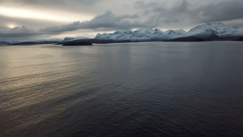 From Tromsø: All-Inclusive Whale and Sea Bird Boat Cruise - Majestic Orca Whales