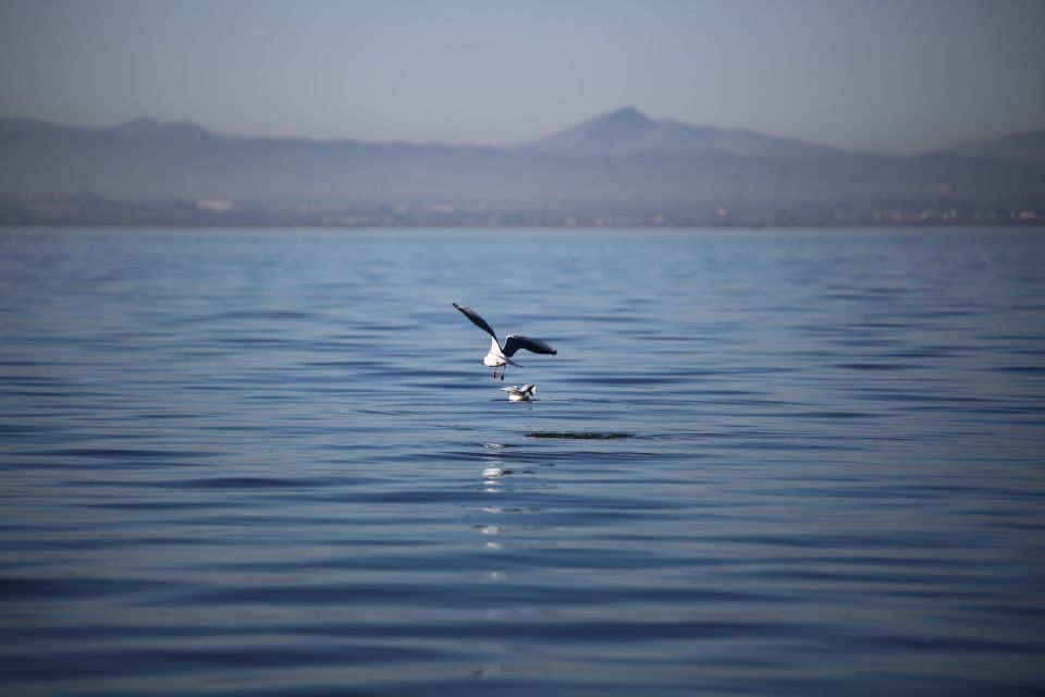 From Valencia: Private Albufera Van Tour With Boat Ride - Marshes, Rice Fields, and Forests