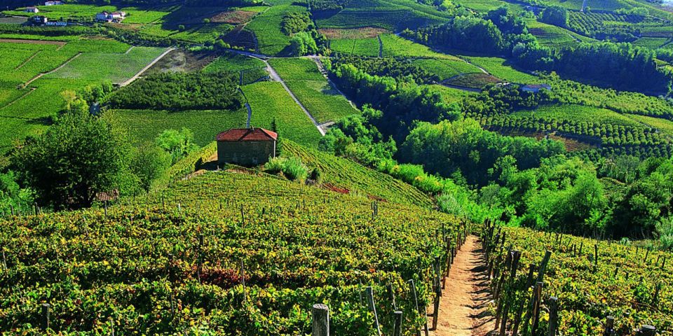 Full-Day Barbaresco Wine Tour With Truffle Hunting and Lunch - Traditional Piedmont Cuisine