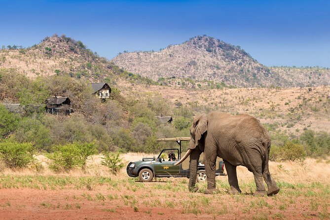 Full Day Pilanesberg Experience in Open Vehicle - Possible Wildlife Sightings