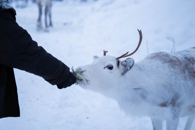 Full-Day Reindeer Tour With Pickup in Kiruna - Meeting and Pickup