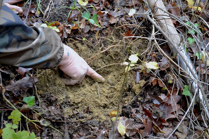 Full-Day Small-Group Truffle Hunting in Tuscany With Lunch - Lunch With Truffle Dishes