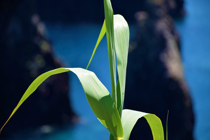 Full Day Tour of Madeira West - Additional Details