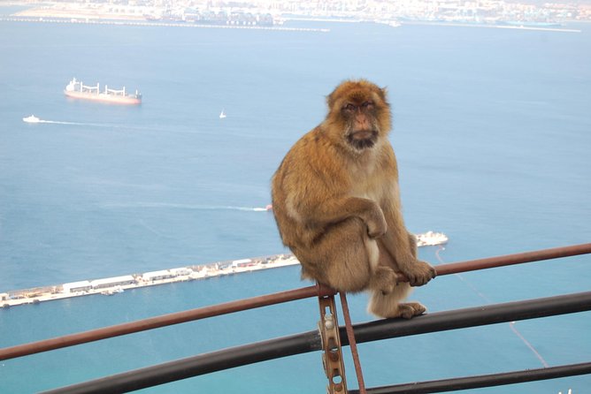 Gibraltar Day Trip From Seville - Experiencing Barbary Macaques