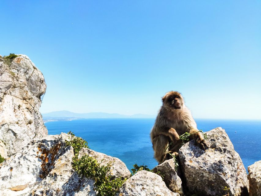 Gibraltar: Premium Private Day Trip & Rock Tour - Highlights of the Gibraltar Visit