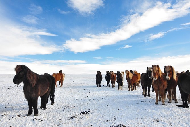 Golden Circle and Horses - Pickup Logistics