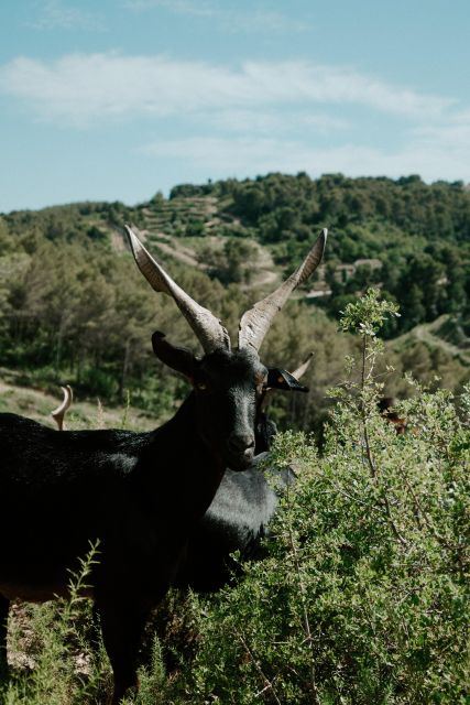 Gourmet Trip - Goat Farm Exploration