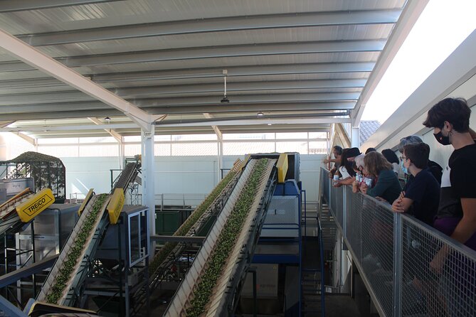 Guided Tour and Olive Oil Tasting in Alhaurin El Grande (Malaga) - Three Olive Oil Tastings