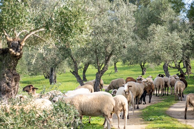 Guided Tour and Olive Oil Tasting in Ronda - Optional Country Menu Lunch