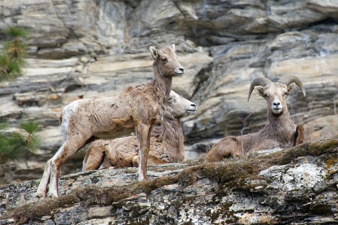 Half Day Birdwatching in the South Okanagan - Inclusions and Amenities