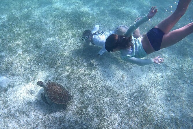 Half Day Exotic Private Charter Rose Island, Pigs and Turtles - Reviews and Booking Information