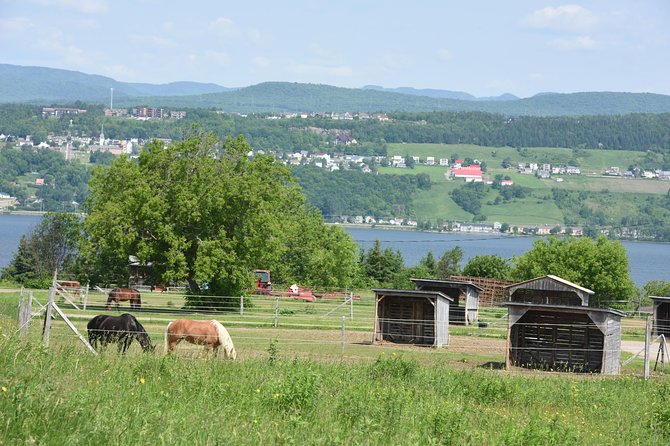 Half-Day Trip to Montmorency Falls and Ste-Anne-De-Beaupré From Quebec City - Accessibility and Transportation