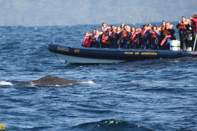 Half-Day Whale and Dolphin Watching Tour in Ponta Delgada - Additional Information