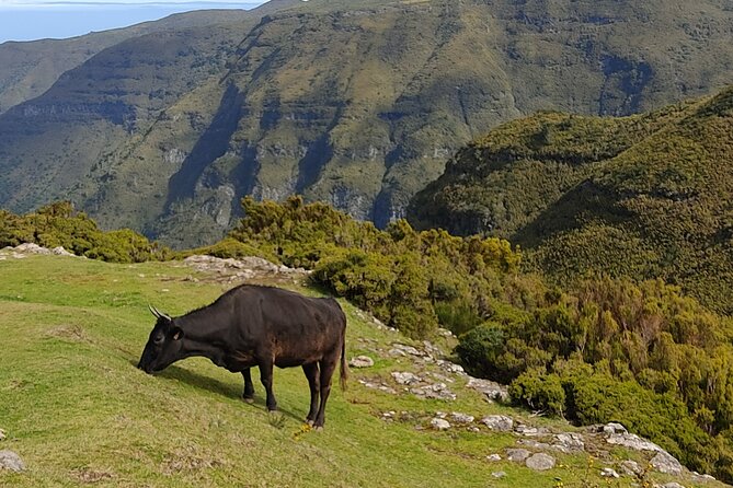 Hike 25 Fountains & Levada Risk Self-Guided - Cancellation Policy Explained