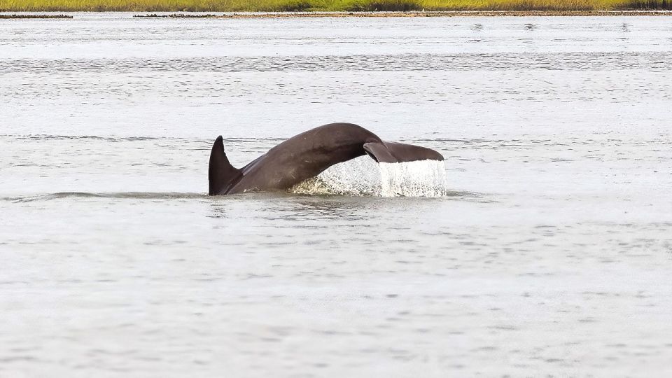 Hilton Head: 2 Hour Private Dolphin Tour - Exclusions