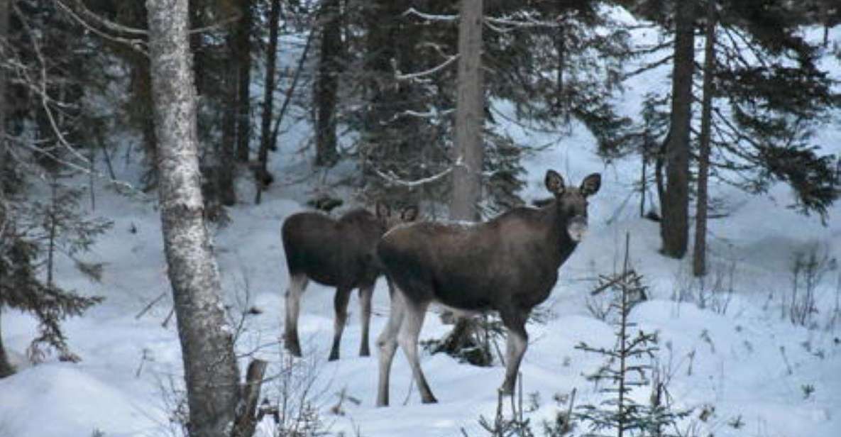 Hønefoss: 2-Day Moose Safari in Oslo's Wilderness - Safety Considerations