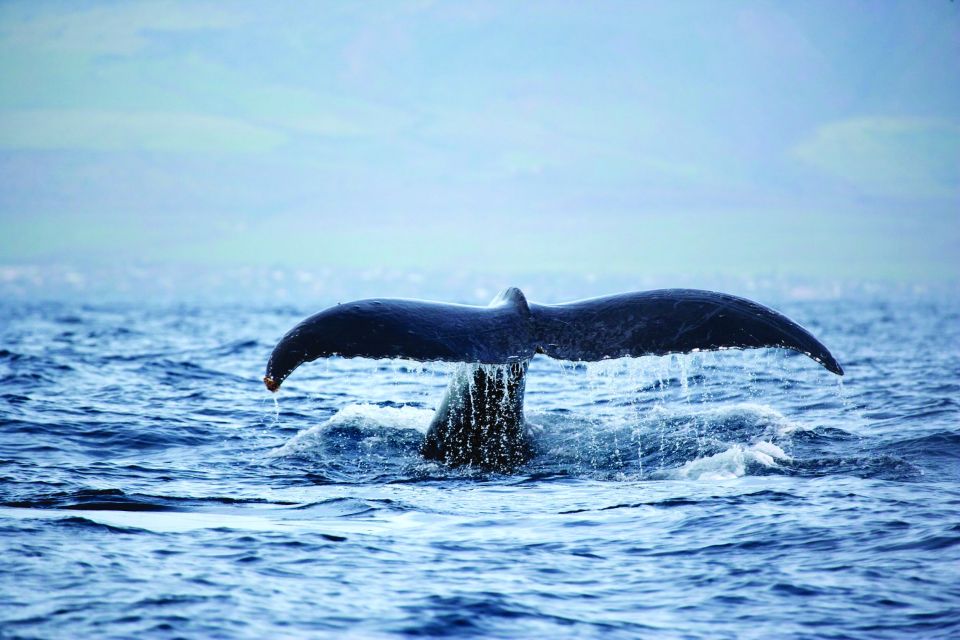 Honokohau: Kona Whale Watching Catamaran Cruise - Educational Experience