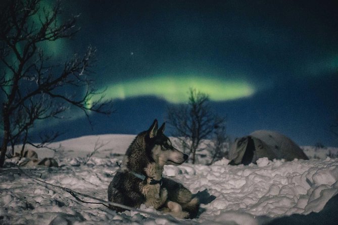 Hunting Northern Lights With Husky - Cancellation and Refund Policy