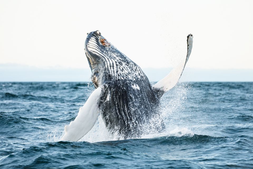 Húsavik: Whale Watching by Traditional Wooden Sailing Ship - Cancellation Policy