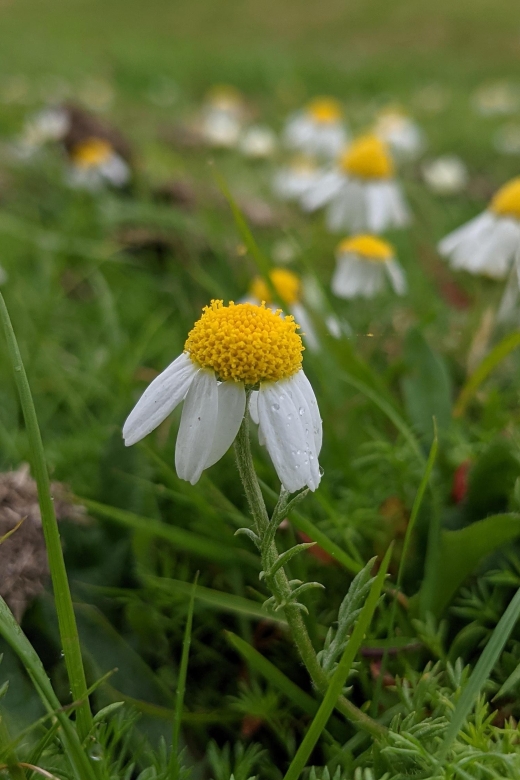 Introduction to the New Forest (Wilverley) - Guided Walk Through the Scenery