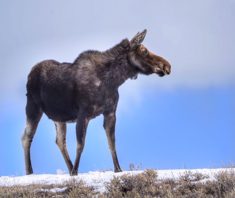 Jackson: Grand Teton, Bighorn Sheep, and Petroglyphs Tour - Additional Tour Information