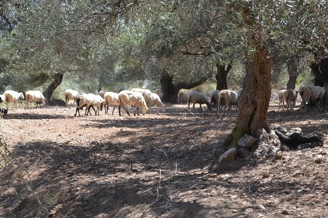 Jeep Safari 4x4 Crete Real off Road Mountain Tracks With Lunch From Hersonissos - General Information for Travelers