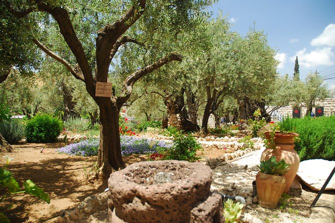 Jerusalem Tour From Tel Aviv: in the Footsteps of Jesus - The Garden of Gethsemane