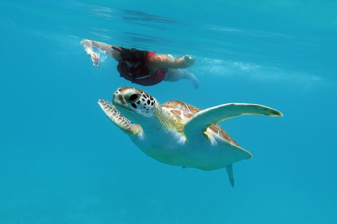 Kayak and Sea Turtle Snorkel With Beach Break - Gear and Instruction