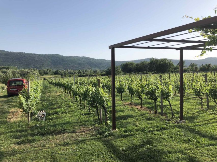 Konavle Valley: Private Half-Day Tour With Wine Tasting - Customer Feedback and Reviews