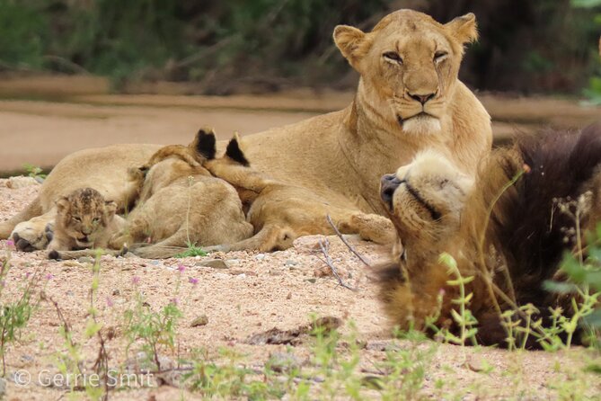 Kruger National Park - Private Full Day Safari Trip. - Wildlife Sighting Opportunities