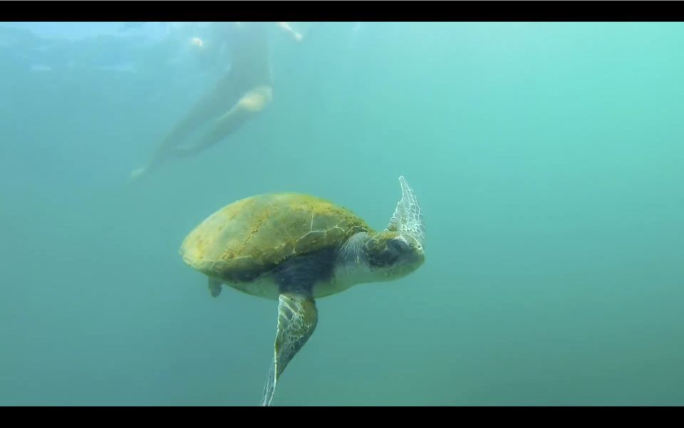 La Jolla: 2-Hour Kayak Tour of the 7 Caves - Participant Requirements