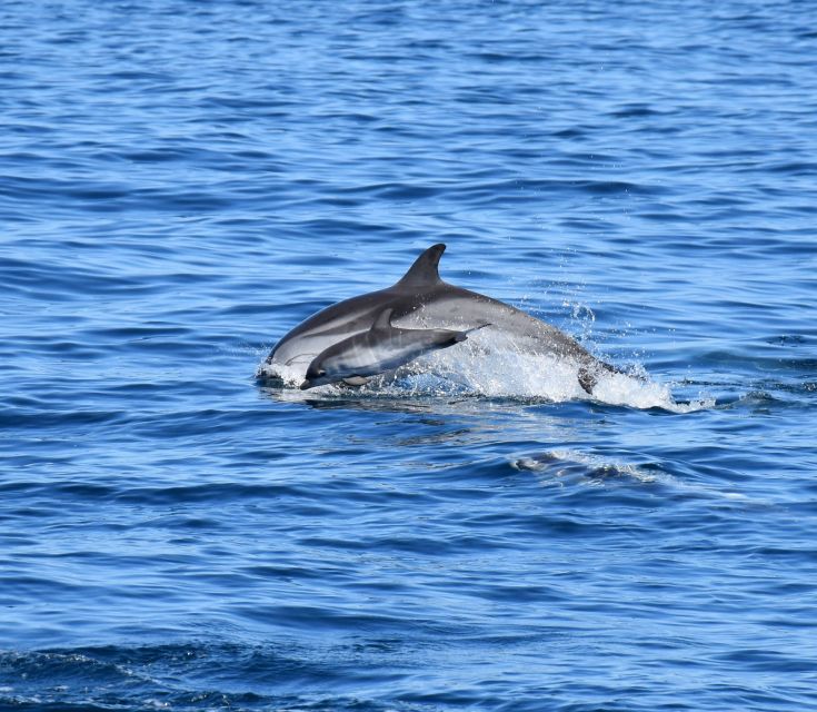 Lagos: Dolphin Watching Boat Tour With Marine Biologists - Important Information