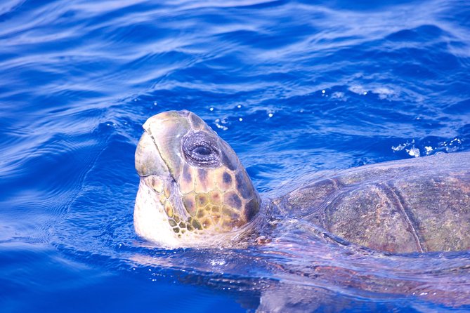 Lanzarote Sea Safari From Puerto Calero - Cancellation Policy