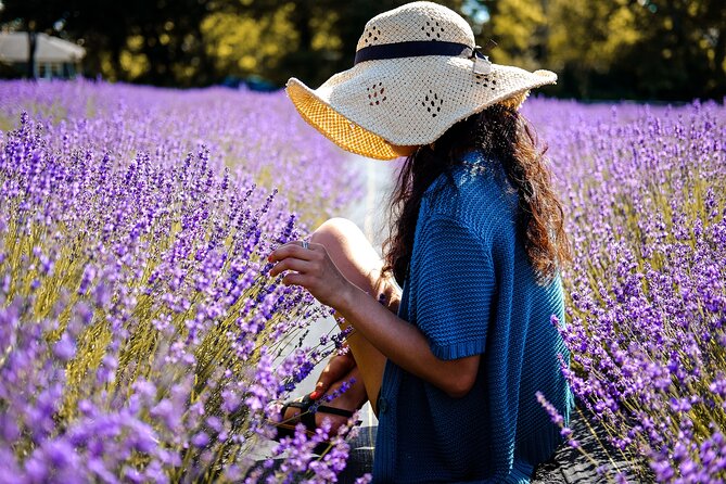 Lavender Route - Small-Group Day Trip From Avignon - Lavender Oil Production Process