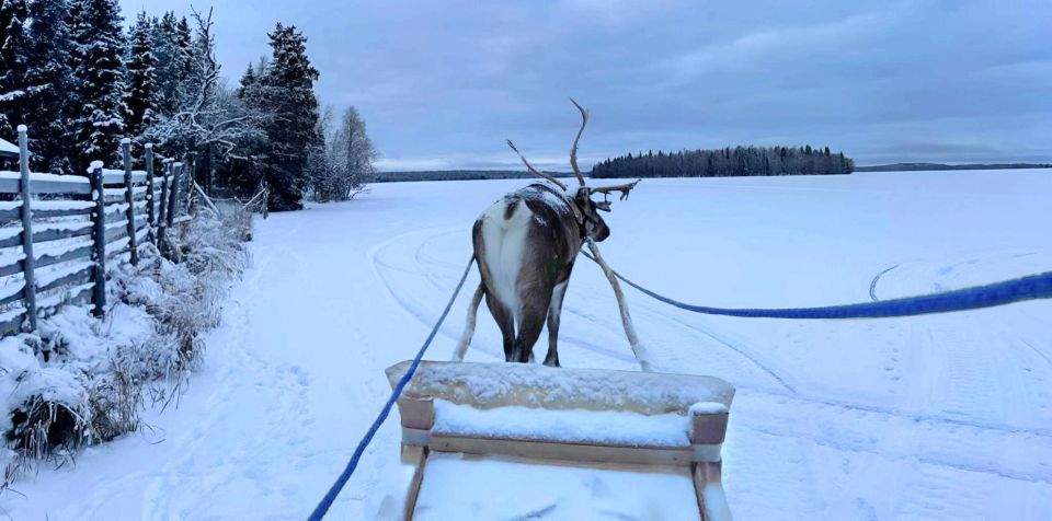 Levi: Lapland Reindeer Safari - Duration and Cost of the Safari