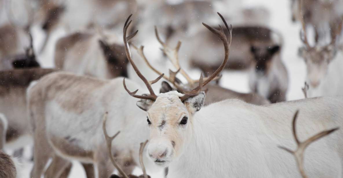 Levi: Traditional Reindeer Husbandry Experience - Snowmobile Sled Ride