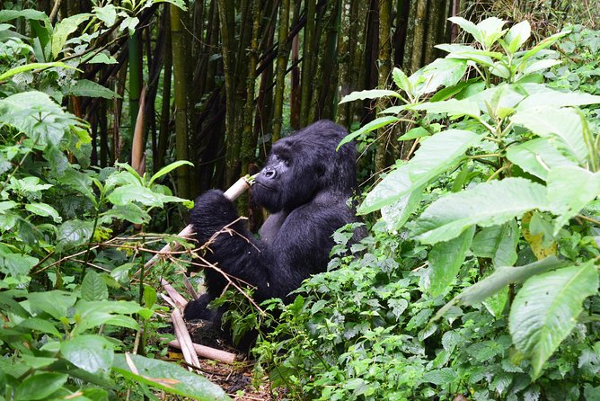 Lowland Gorilla Trekking in Kahuzi-Biega National Park - Trekking Experience