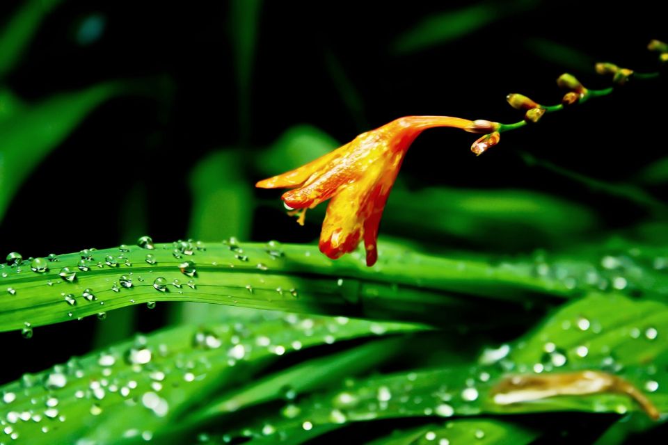 Madeira Island: Green Cauldron Levada Walk - Important Participant Information