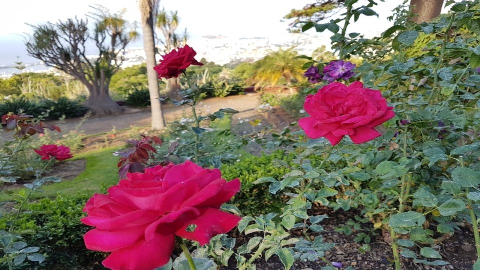 Madeira: Private Half-Day Guided Gardens Tour - Mineral and Gem Collection